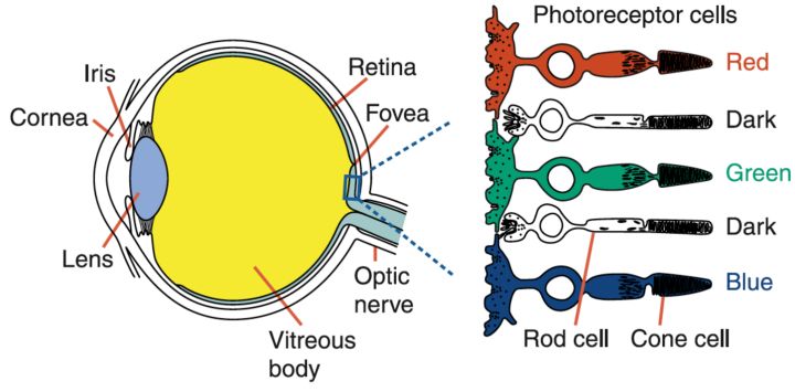 人眼视锥细胞分布
